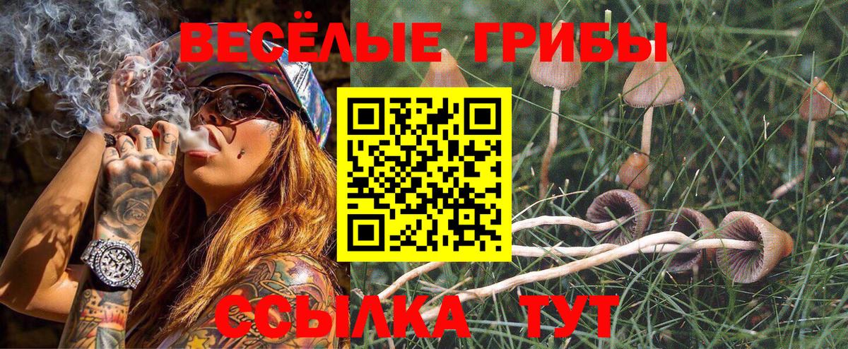 Псилоцибиновые грибы Cubensis Санкт-Петербург